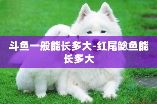 斗魚一般能長多大-紅尾鯰魚能長多大