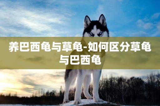 養巴西龜與草龜-如何區分草龜與巴西龜