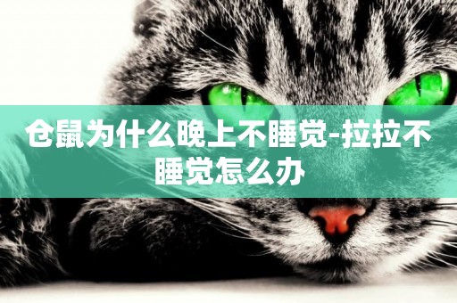 倉鼠為什么晚上不睡覺-拉拉不睡覺怎么辦