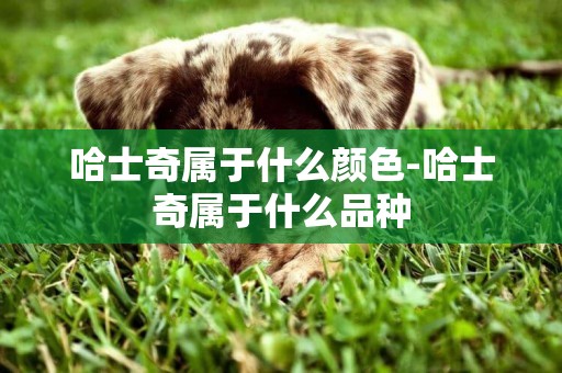 哈士奇屬于什么顏色-哈士奇屬于什么品種