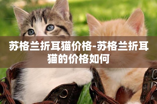 蘇格蘭折耳貓價格-蘇格蘭折耳貓的價格如何