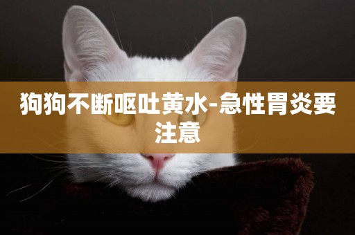 狗狗不斷嘔吐黃水-急性胃炎要注意