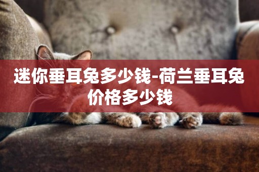 迷你垂耳兔多少錢-荷蘭垂耳兔價格多少錢