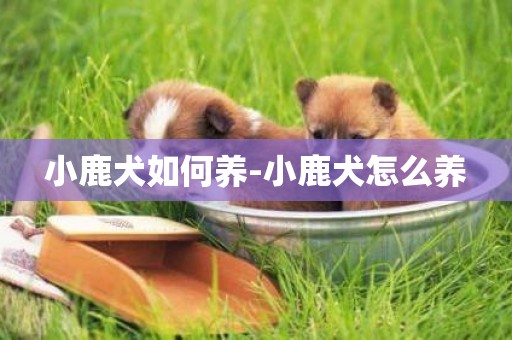 小鹿犬如何養-小鹿犬怎么養