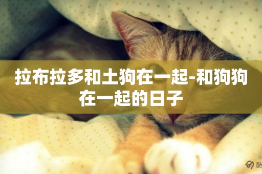拉布拉多和土狗在一起-和狗狗在一起的日子