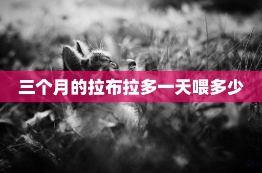 三個月的拉布拉多一天喂多少