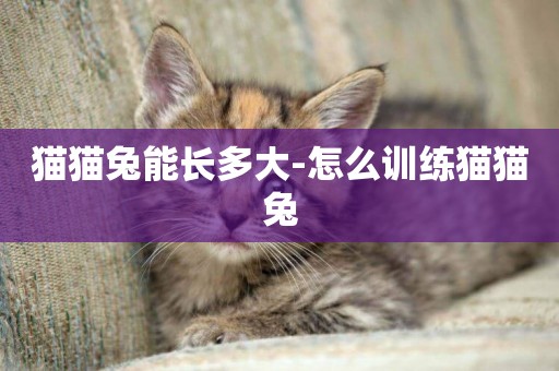貓貓兔能長多大-怎么訓練貓貓兔