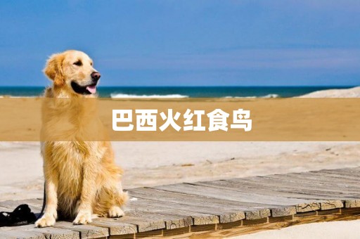 巴西火紅食鳥