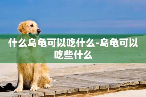 什么烏龜可以吃什么-烏龜可以吃些什么