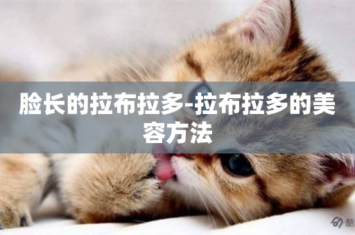 臉長的拉布拉多-拉布拉多的美容方法