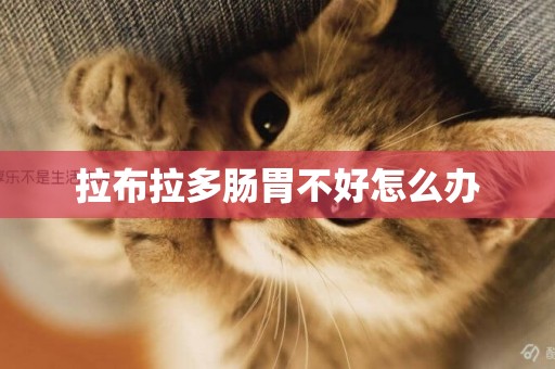 拉布拉多腸胃不好怎么辦