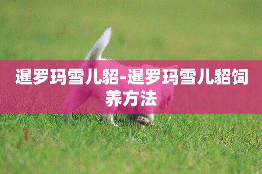 暹羅瑪雪兒貂-暹羅瑪雪兒貂飼養方法
