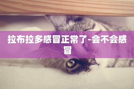 拉布拉多感冒正常了-會不會感冒