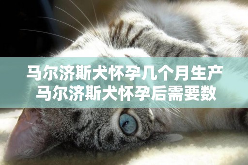 馬爾濟斯犬懷孕幾個月生產 馬爾濟斯犬懷孕后需要數月生產