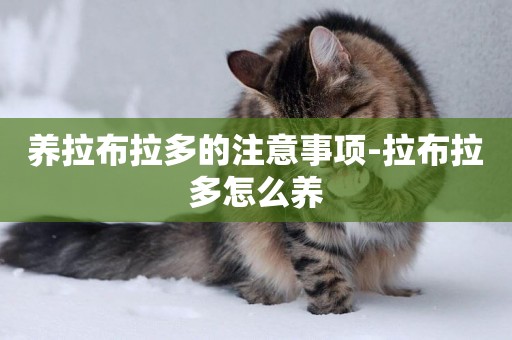 養拉布拉多的注意事項-拉布拉多怎么養