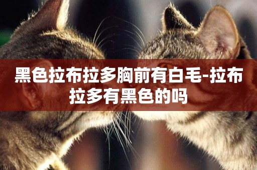 黑色拉布拉多胸前有白毛-拉布拉多有黑色的嗎