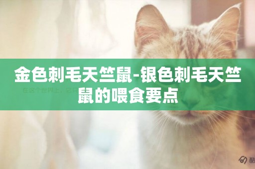 金色刺毛天竺鼠-銀色刺毛天竺鼠的喂食要點