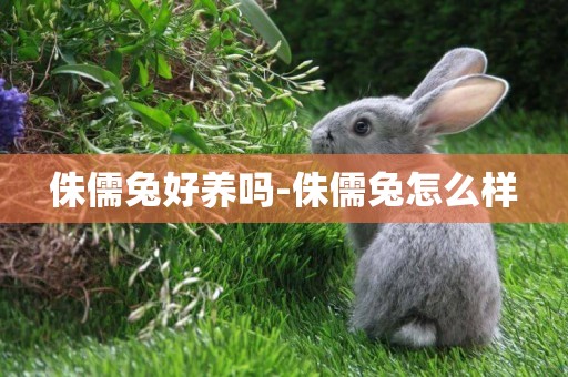 侏儒兔好養嗎-侏儒兔怎么樣