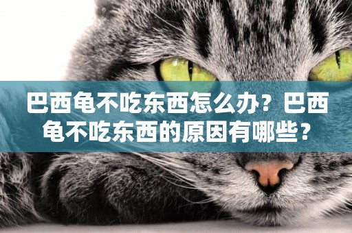 巴西龜不吃東西怎么辦？巴西龜不吃東西的原因有哪些？