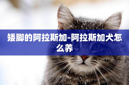 矮腳的阿拉斯加-阿拉斯加犬怎么養