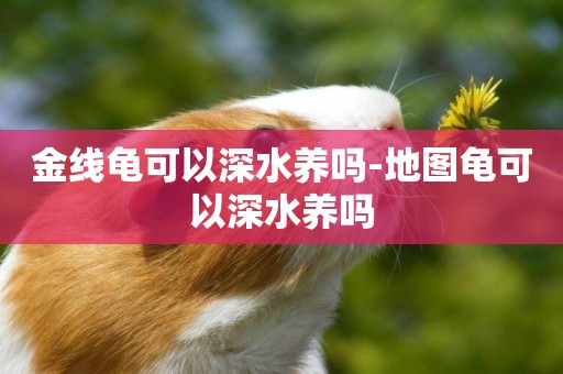 金線龜可以深水養嗎-地圖龜可以深水養嗎