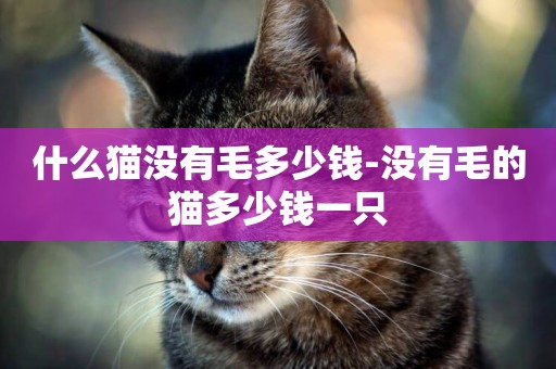 什么貓沒有毛多少錢-沒有毛的貓多少錢一只
