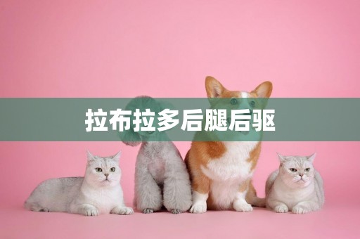 拉布拉多后腿后驅