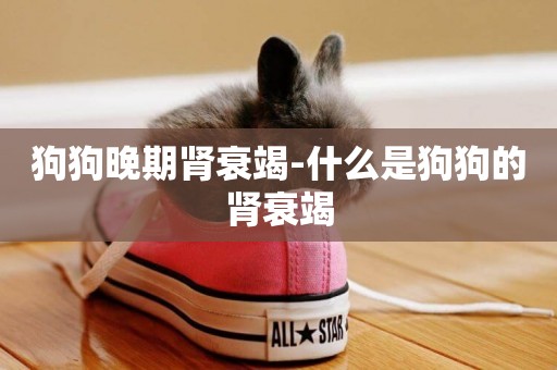狗狗晚期腎衰竭-什么是狗狗的腎衰竭