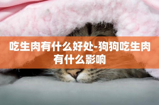 吃生肉有什么好處-狗狗吃生肉有什么影響