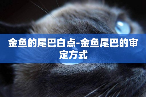 金魚的尾巴白點-金魚尾巴的審定方式