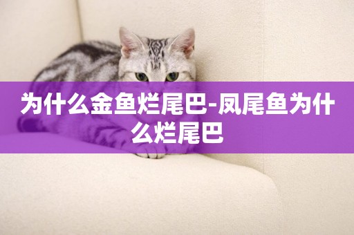為什么金魚爛尾巴-鳳尾魚為什么爛尾巴