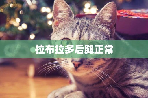 拉布拉多后腿正常