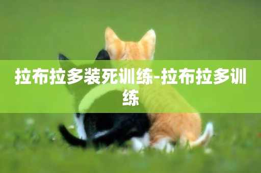 拉布拉多裝死訓練-拉布拉多訓練