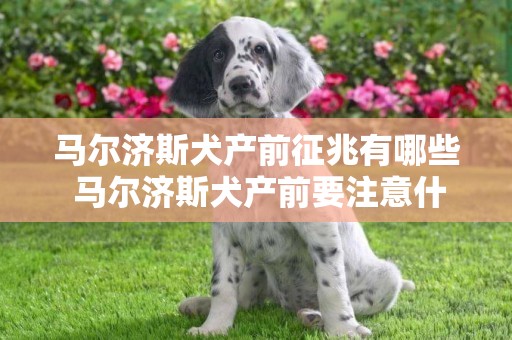 馬爾濟斯犬產前征兆有哪些 馬爾濟斯犬產前要注意什么