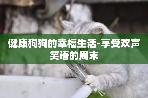 健康狗狗的幸福生活-享受歡聲笑語的周末