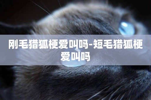 剛毛獵狐梗愛叫嗎-短毛獵狐梗愛叫嗎