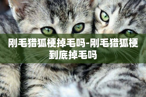 剛毛獵狐梗掉毛嗎-剛毛獵狐梗到底掉毛嗎