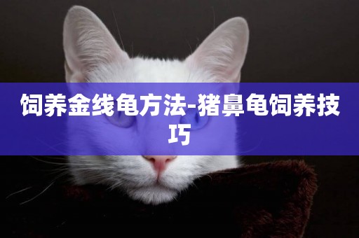 飼養金線龜方法-豬鼻龜飼養技巧