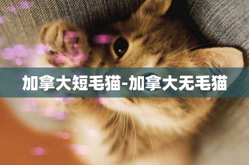加拿大短毛貓-加拿大無毛貓