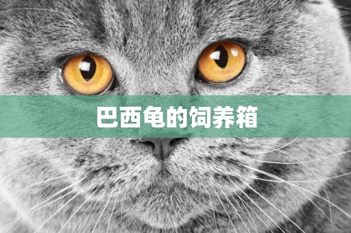 巴西龜的飼養箱