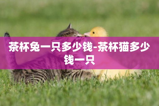 茶杯兔一只多少錢-茶杯貓多少錢一只