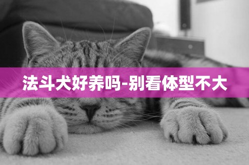 法斗犬好養嗎-別看體型不大