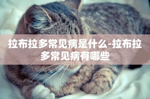 拉布拉多常見病是什么-拉布拉多常見病有哪些