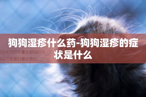 狗狗濕疹什么藥-狗狗濕疹的癥狀是什么