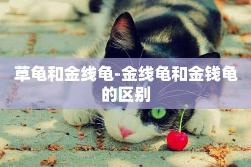 草龜和金線龜-金線龜和金錢龜的區別