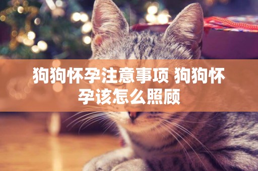狗狗懷孕注意事項 狗狗懷孕該怎么照顧