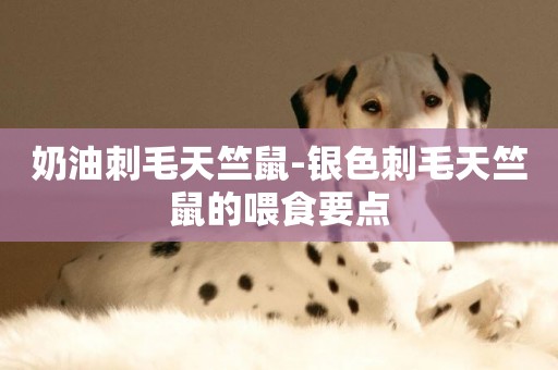 奶油刺毛天竺鼠-銀色刺毛天竺鼠的喂食要點
