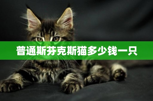 普通斯芬克斯貓多少錢一只