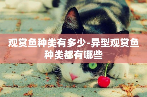 觀賞魚種類有多少-異型觀賞魚種類都有哪些