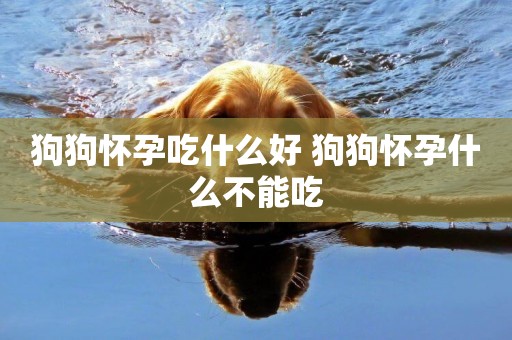 狗狗懷孕吃什么好 狗狗懷孕什么不能吃